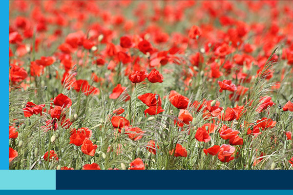 Remembering Sacrifices: The Deep Connections of Remembrance Day and Faith